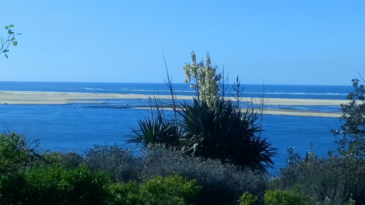 PLANTS BY SEA AGAINST CLEAR BLUE SKY