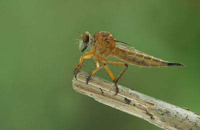 Close-up of insect on leaf