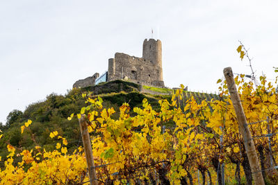 Scenic view at landshut castle in bernkastel-kues on the river moselle in autumn