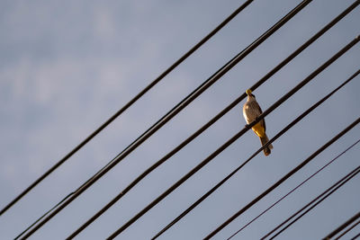 Low angle view of bird perching on cable against sky