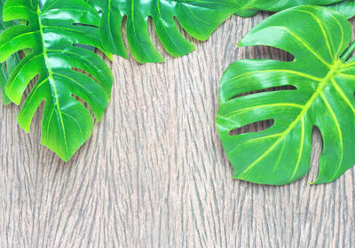 High angle view of green leaves on wood