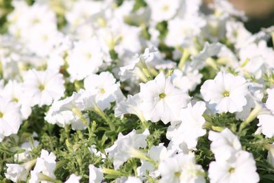 Close-up of white flowers blooming outdoors