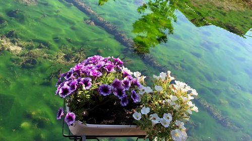 Close-up of purple flowering plants