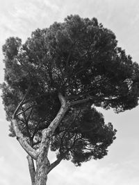 Low angle view of tree against sky