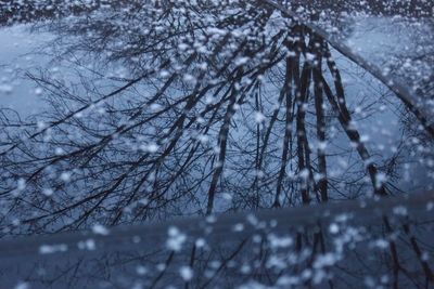 Close-up of bare tree in forest