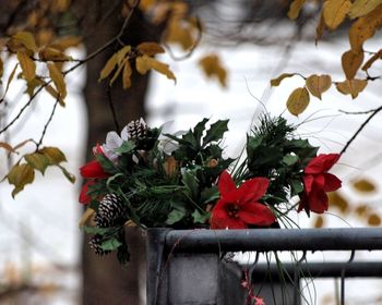 Close-up of flower tree against sky