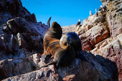 Low angle view of an animal