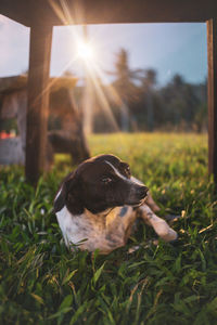 Dog lying on field