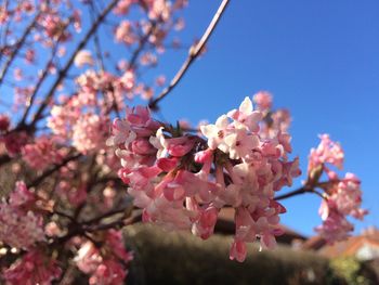 Low angle view of pink cherry blossoms in spring