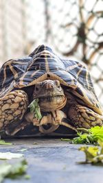 Close-up of turtle on table