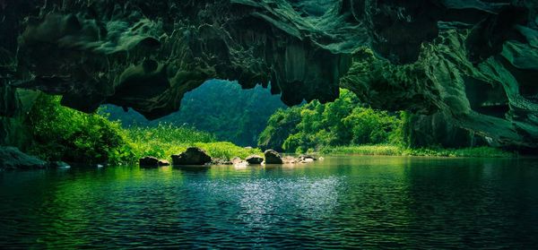 Scenic view of lake in forest