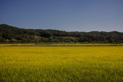 View of rural landscape