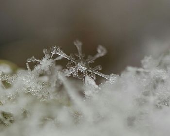 Close-up of frozen plant