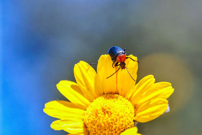 Close-up of beetle on yellow flower