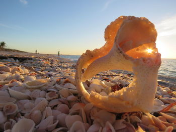 Close-up of seashell on beach