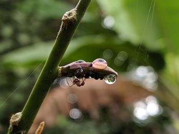 Close-up of wet leaf on tree