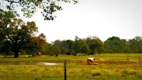 Horses grazing on landscape against trees