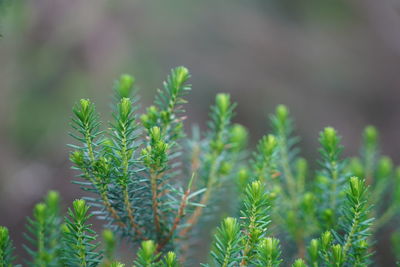 Close-up of fresh green plant in field