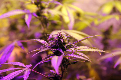 Self-cultivation of cannabis. home greenhouse planting, close-up of purple flowering plant