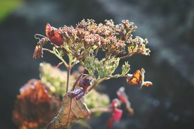 Close-up of plant against blurred background