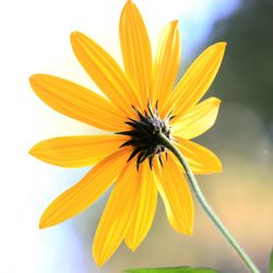 Close-up of yellow flower against white background