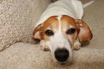 Close-up portrait of dog relaxing on sofa at home