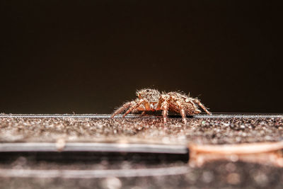 Close-up of spider against black background