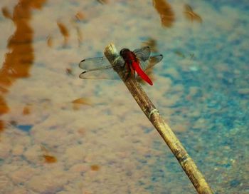 Close-up of insect on water