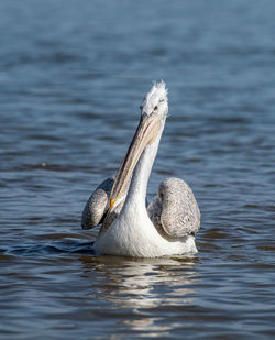 Close-up of duck swimming in lake