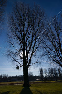 Silhouette bare tree on field against sky