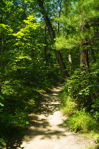 Dirt road amidst trees in forest