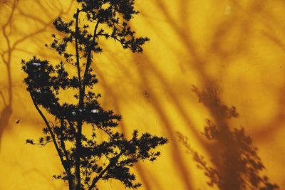 Close-up of yellow flower against the sky