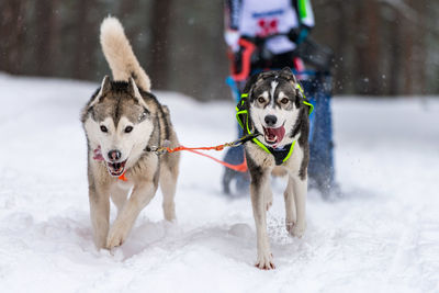 View of dog standing on snow