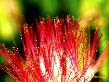 Close-up of water drops on pink flower