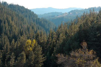 High angle view of pine trees in forest