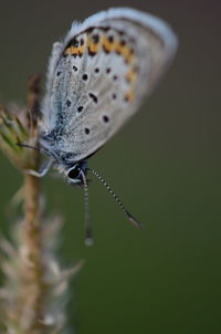 Close-up of insect