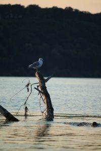 Bird flying over sea against sky