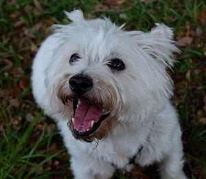 Close-up portrait of a dog