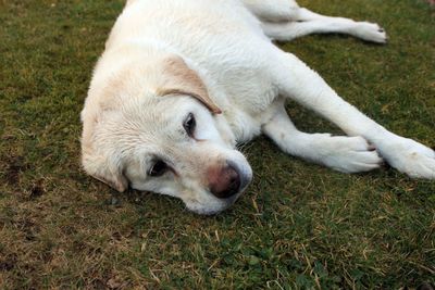 Close-up of dog lying on field