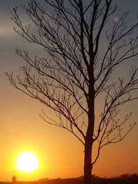 Silhouette of bare trees at sunset