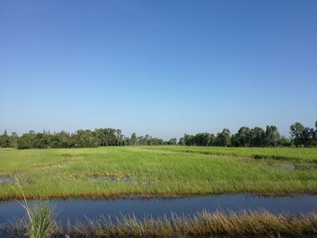 Scenic view of field against clear blue sky