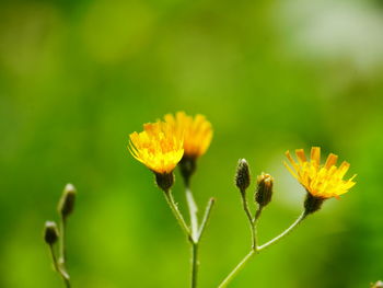 Close-up of yellow flowering plant