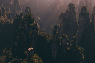 Scenic view of forest against sky