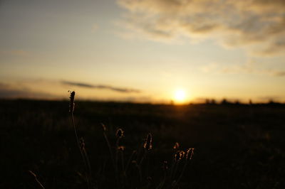 Scenic view of field against sky at sunset