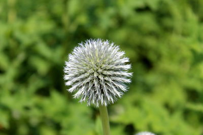 Close-up of flower against blurred background