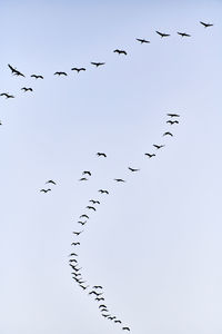 Birds flying in the sky