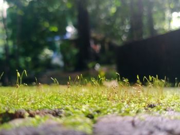 Surface level of grass on field