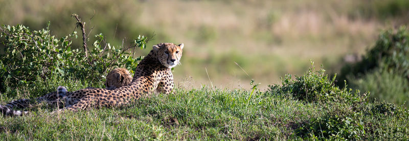 View of a cat on field