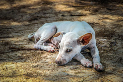 High angle view of dog resting on field
