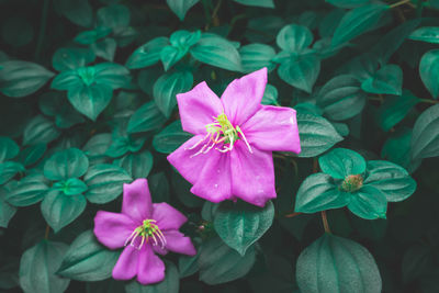 Close-up of pink flowering plants